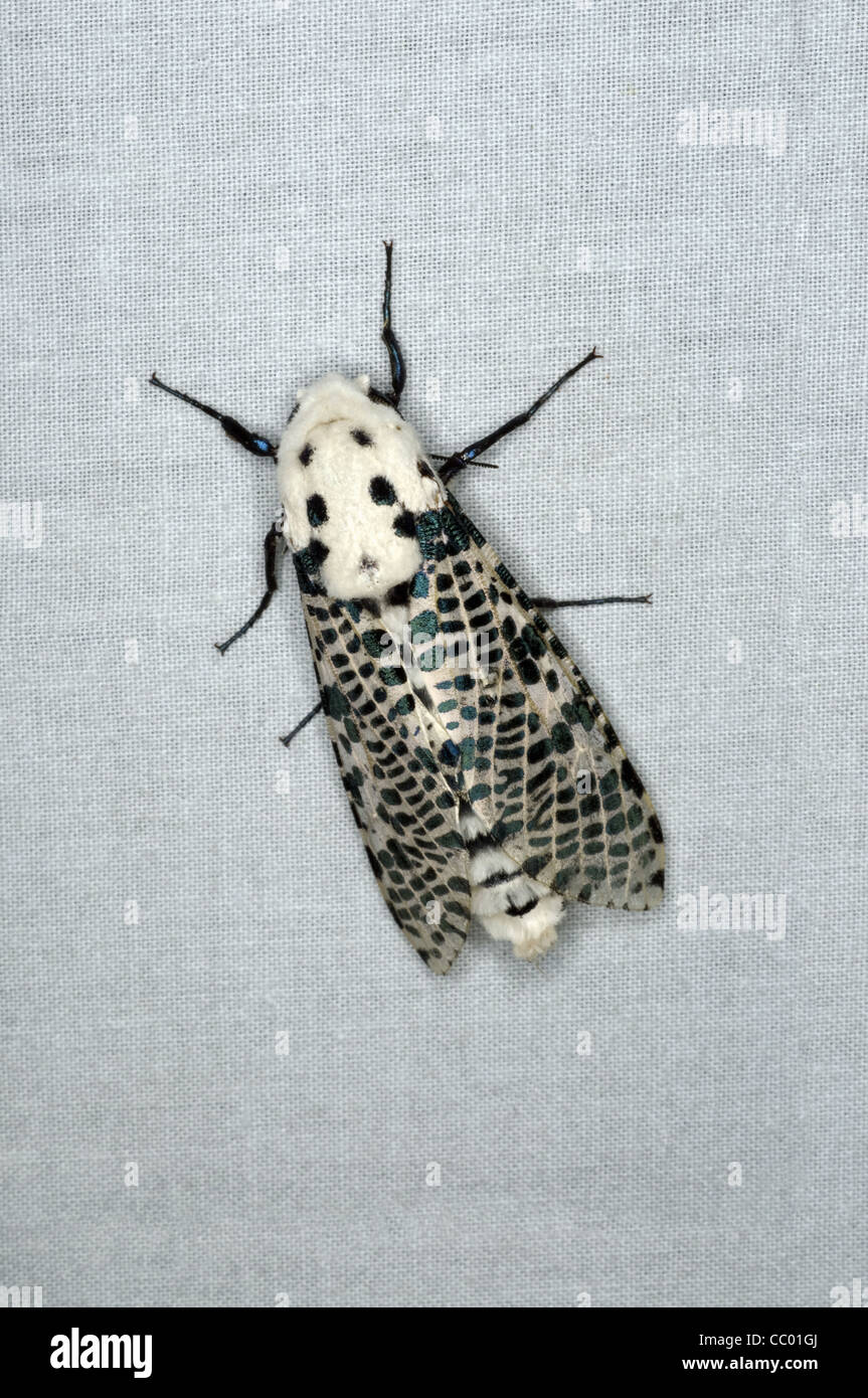 Pictures Of Moth Species