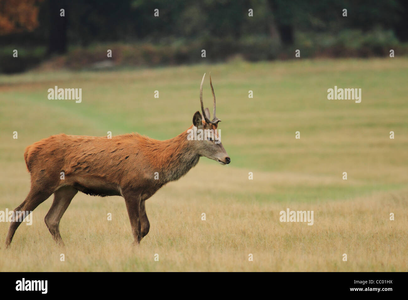 Red stag deer with small horns walking in grass field Stock Photo