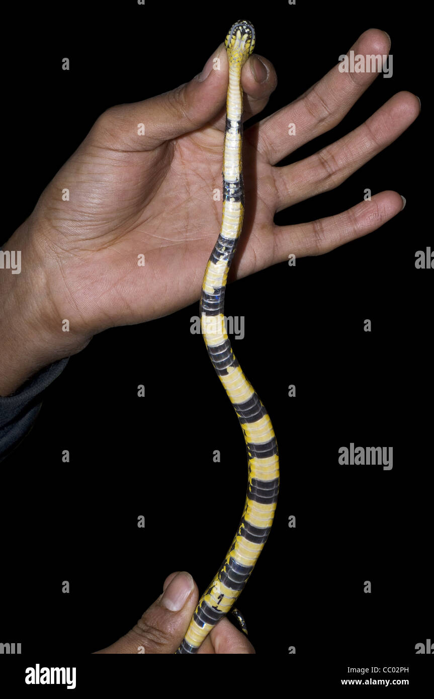 Belly scales of the Sikkim false wolf snake, Dinodon gammiei, Non Venomous Stock Photo