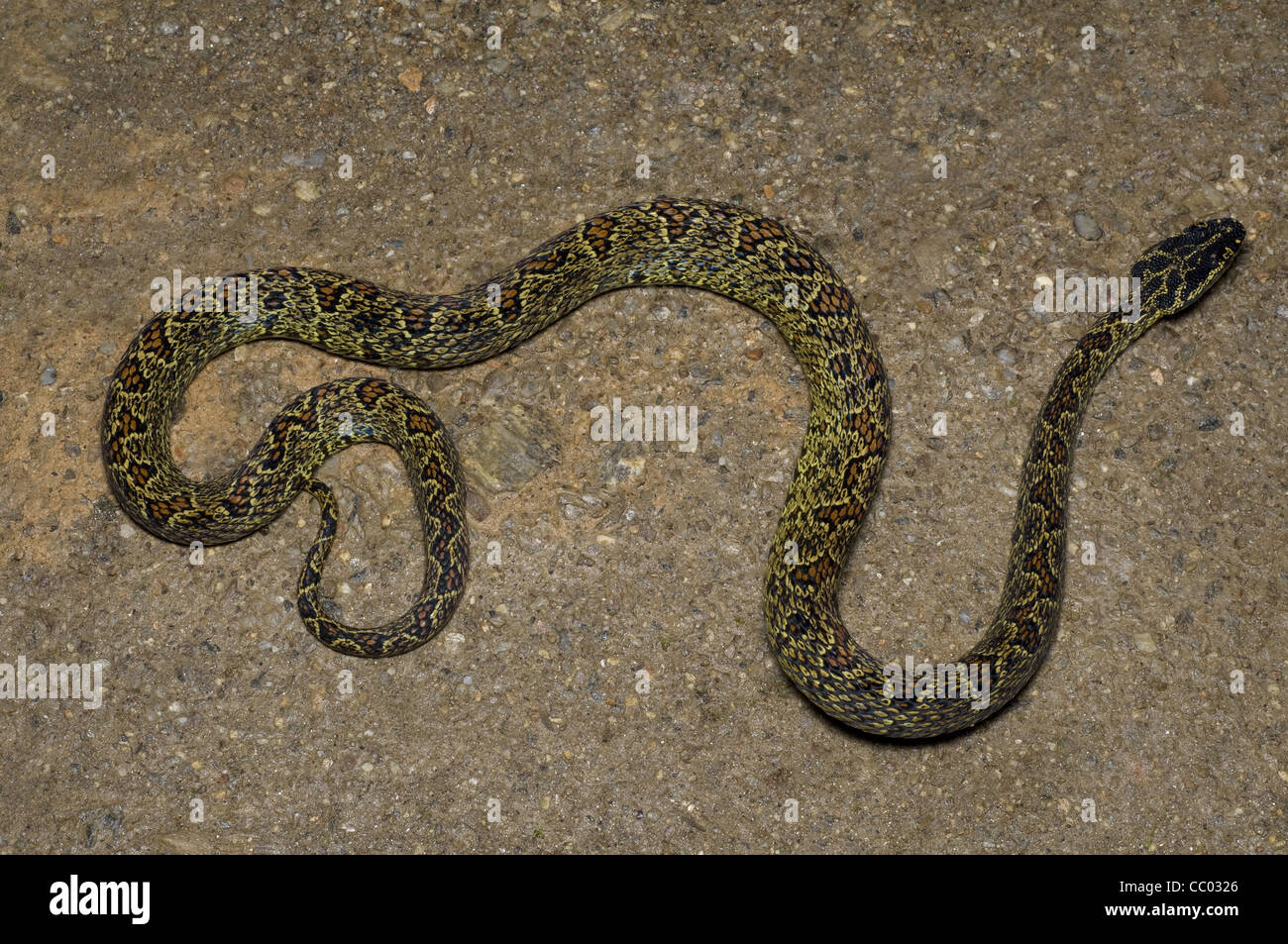 Pitvipers hires stock photography and images Alamy