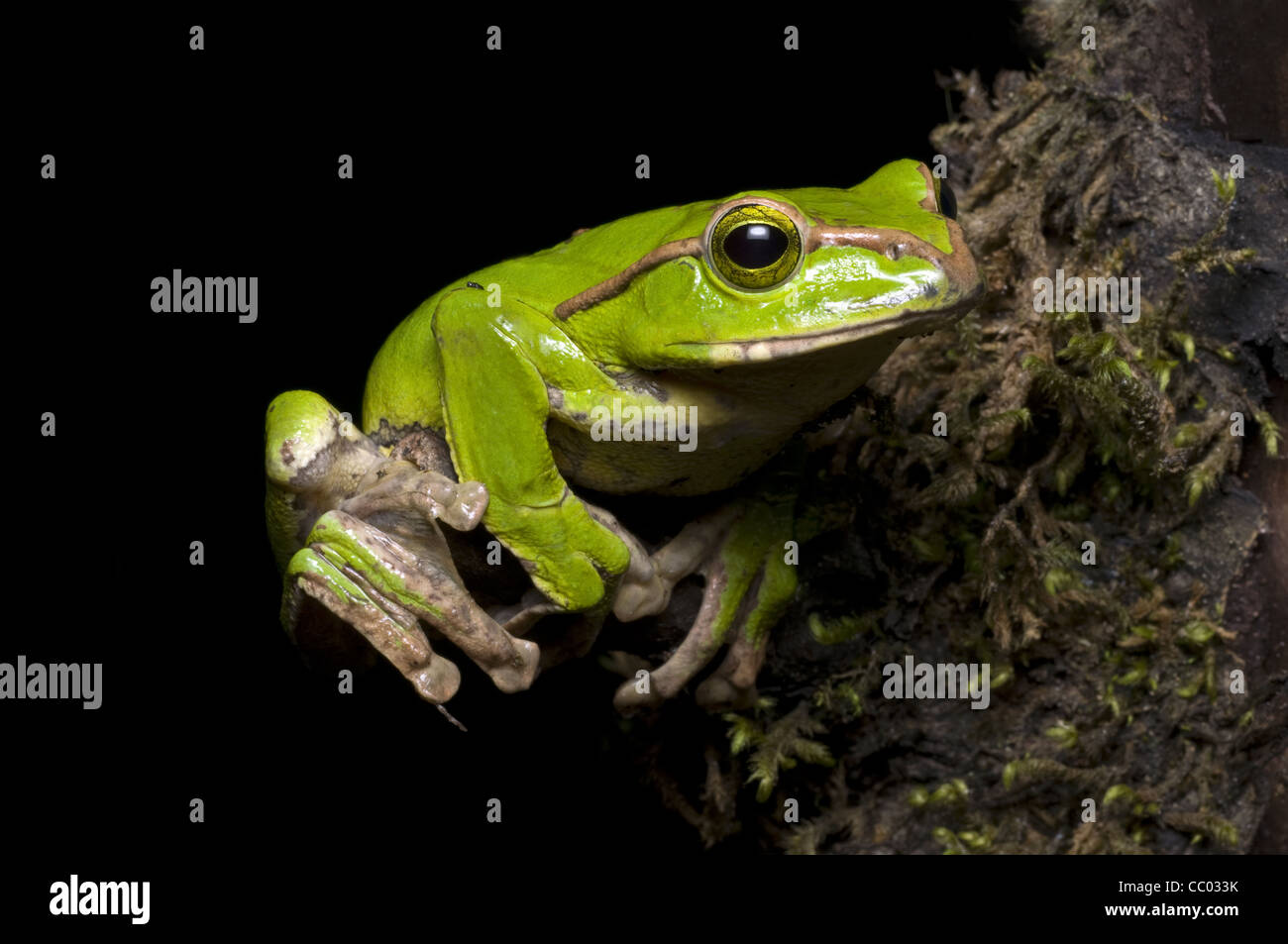 BURMESE GLIDING FROG, Rhacophorus burmanus, IUCN Near Threatened Family Rhacophoridae. Found in Yunnan in south China, Nagaland in northeastern India Stock Photo