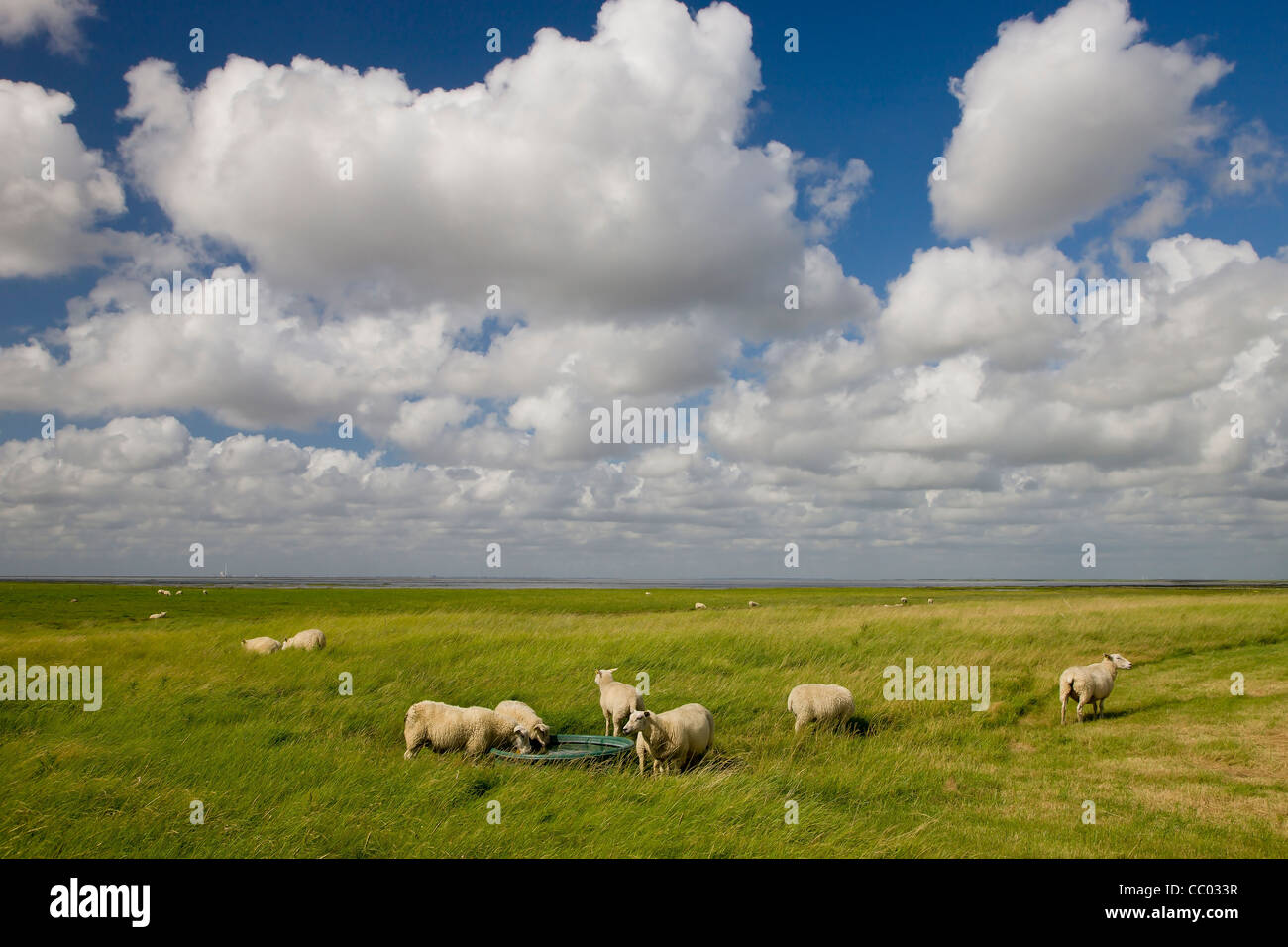 Sheeps at the marshland in the wadden sea at Ribe Stock Photo