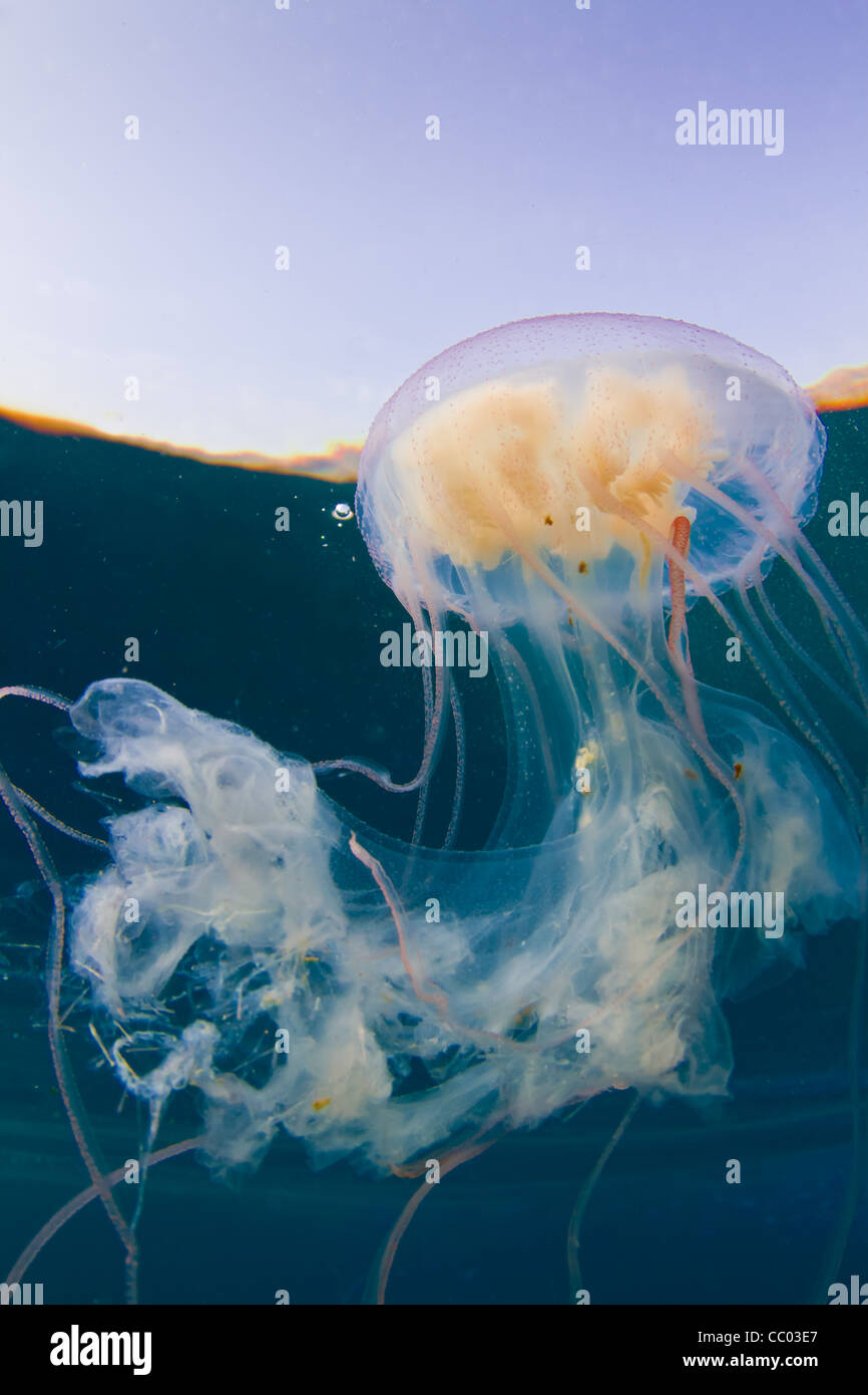 An elegant jelly fish dances its way around the red sea. Stock Photo