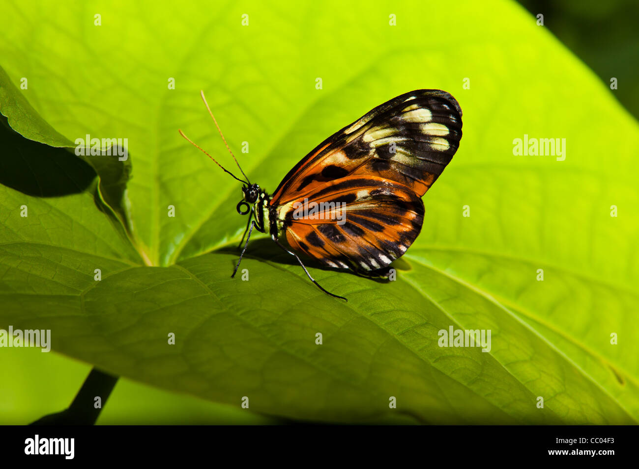 A monarch butterfly Stock Photo - Alamy