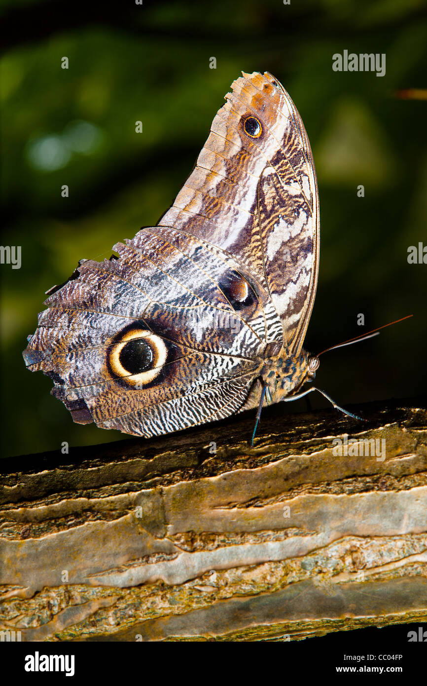 Owl butterfly Stock Photo