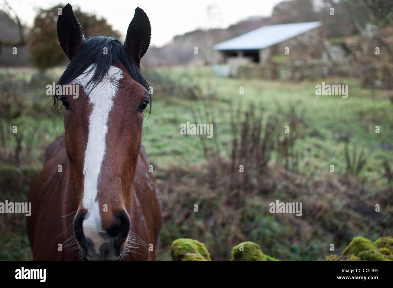 A beautiful brown horse with a white stripe down its face, standing behind a wall in a field in