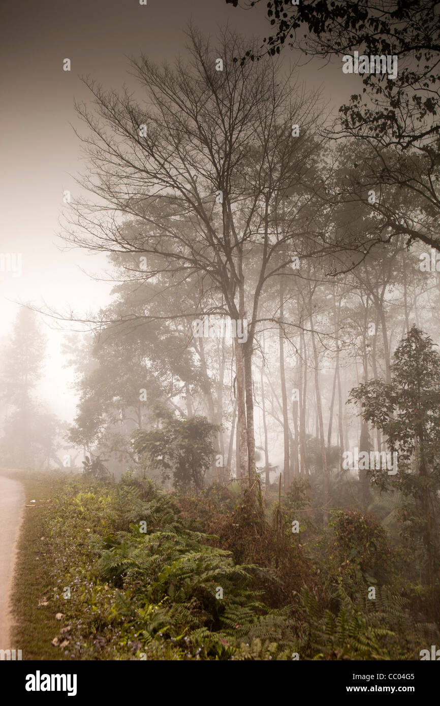 India, Arunachal Pradesh, misty forest above Daporijo in early morning Stock Photo