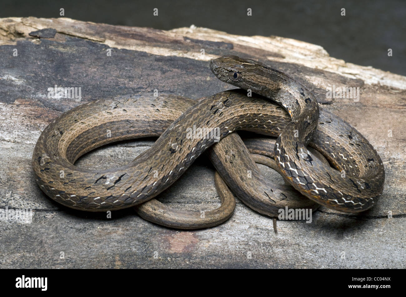 COMMON MOCK VIPER Pssamodynastes pulverulentus, Mildly venomous, Common