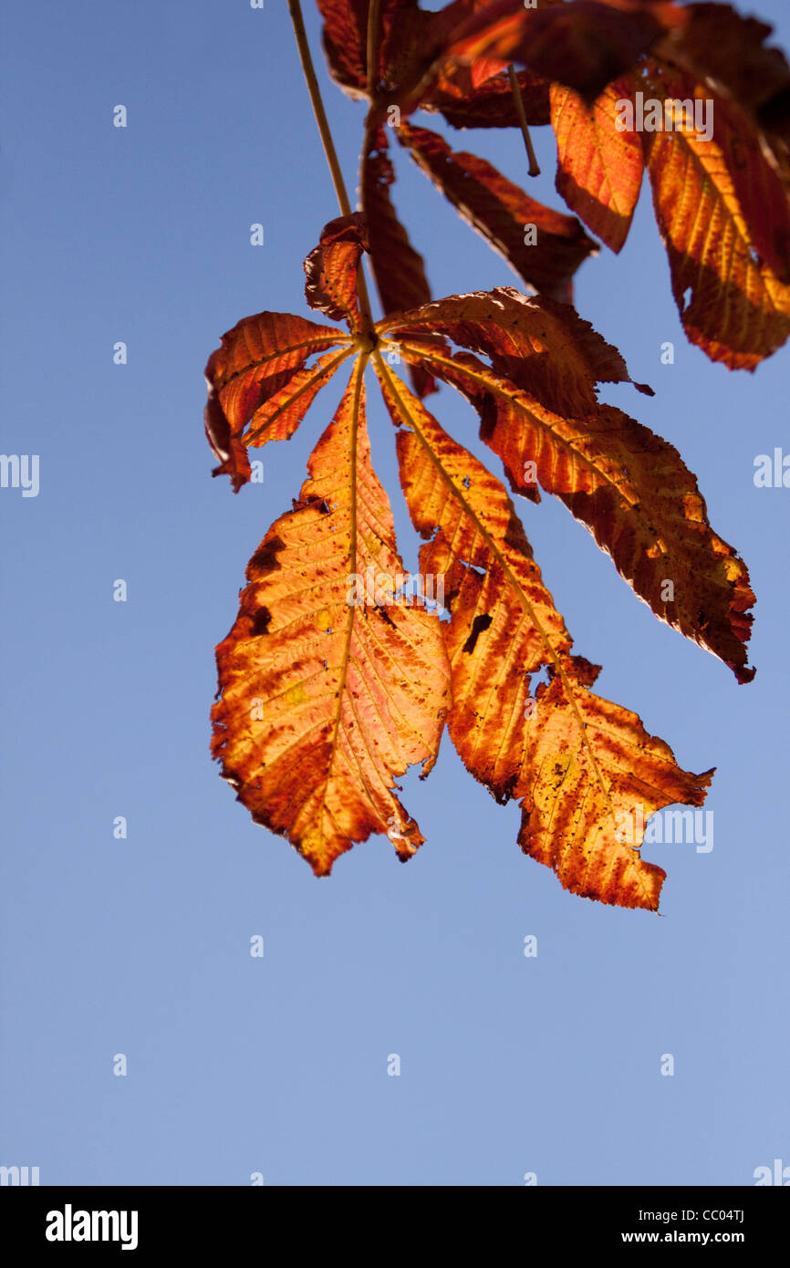 Horse chestnut (Aesculus hippocastanum) leaf in autumn Stock Photo Alamy