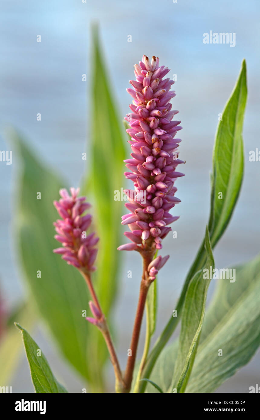 Close-up of water smartweed (Polygonum amphibium) flowers Stock Photo