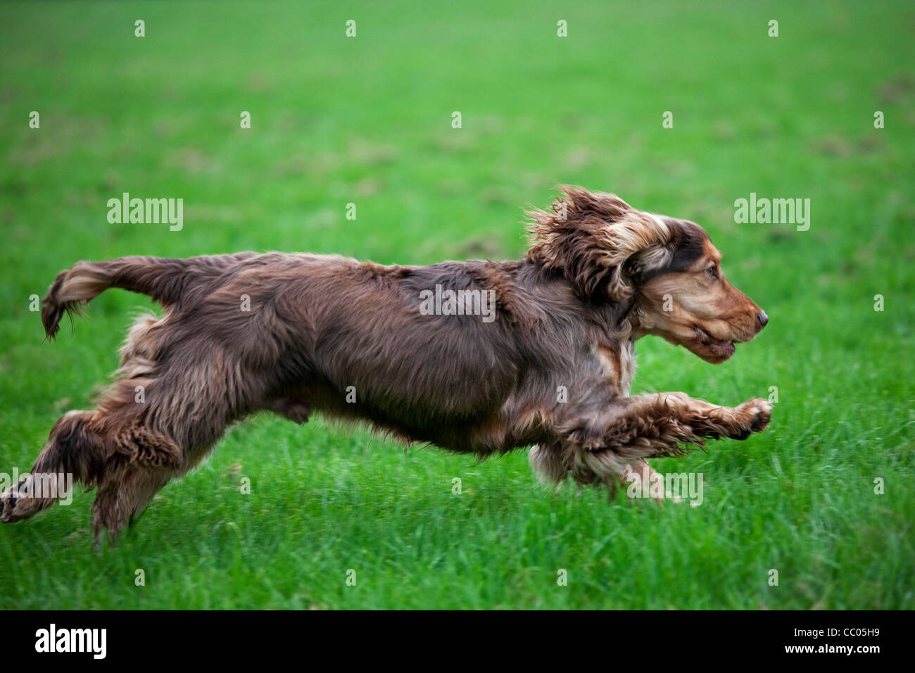 English Cocker Spaniel running in garden Stock Photo