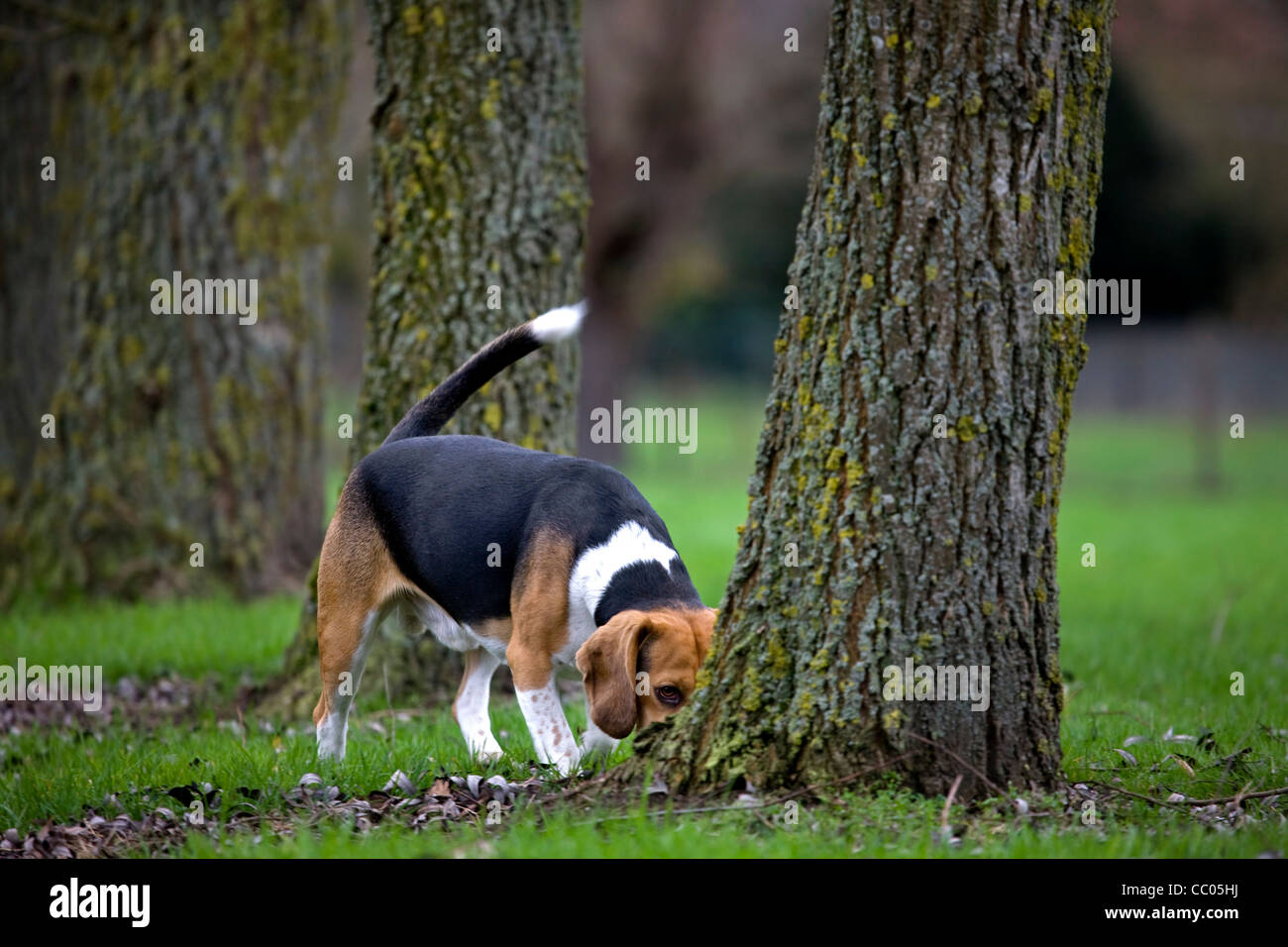 Dog sniffing tree hires stock photography and images Alamy
