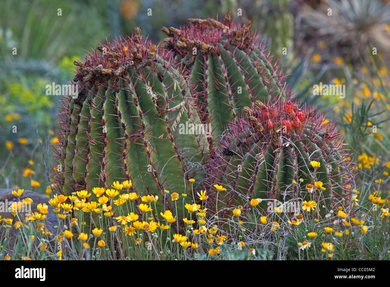 Desert marigolds (Baileya multiradiata) and budding barrel cacti (Ferocactus wizlizenii) flowers Stock Photo