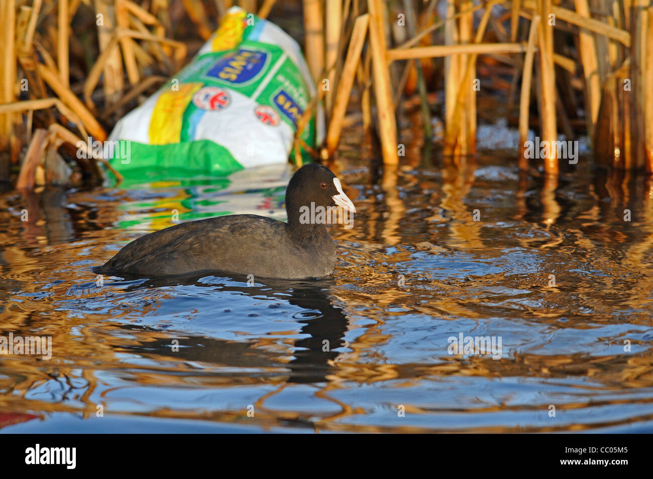 Coot swimming through a reed bank with an empty plastic bread bag floating on the surface. Stock Photo