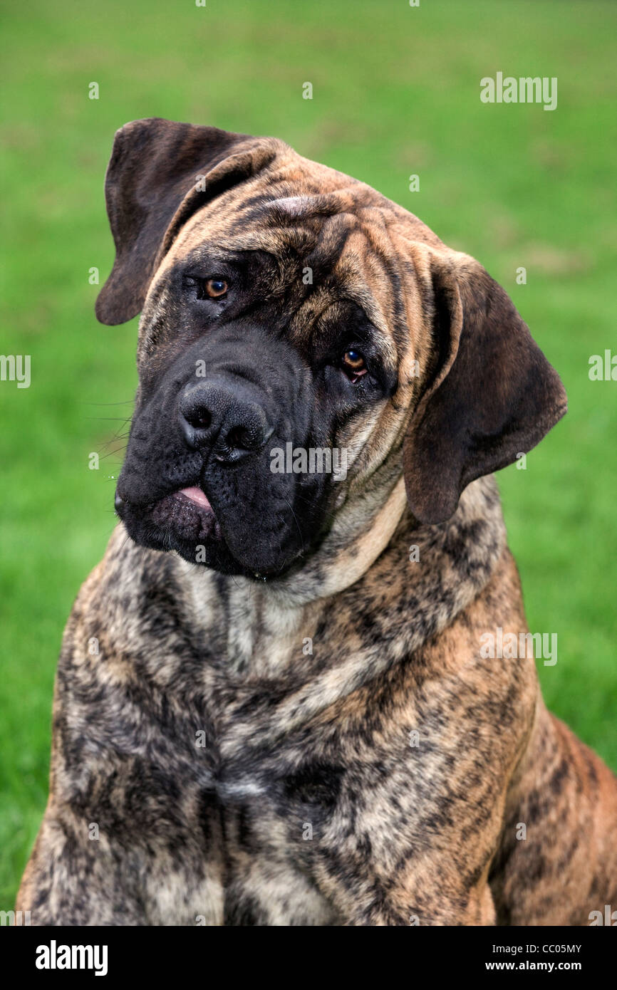 Boerboel, mastiff dog breed from South Africa Stock Photo