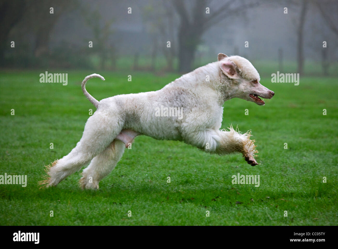 White standard poodle (Canis lupus familiaris) running in garden Stock Photo