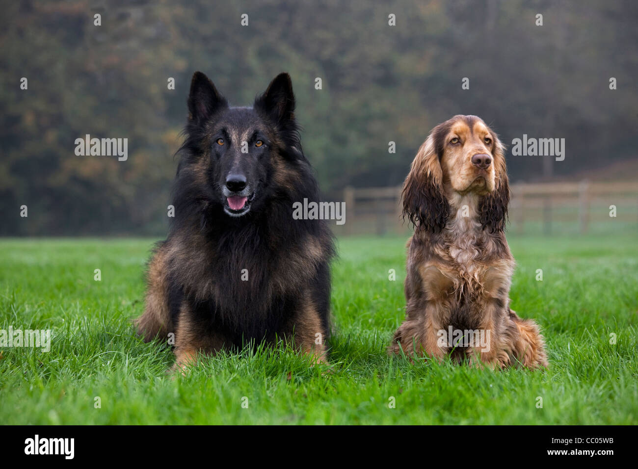 Belgian shepherd Tervuren and English Cocker Spaniel in garden Stock Photo