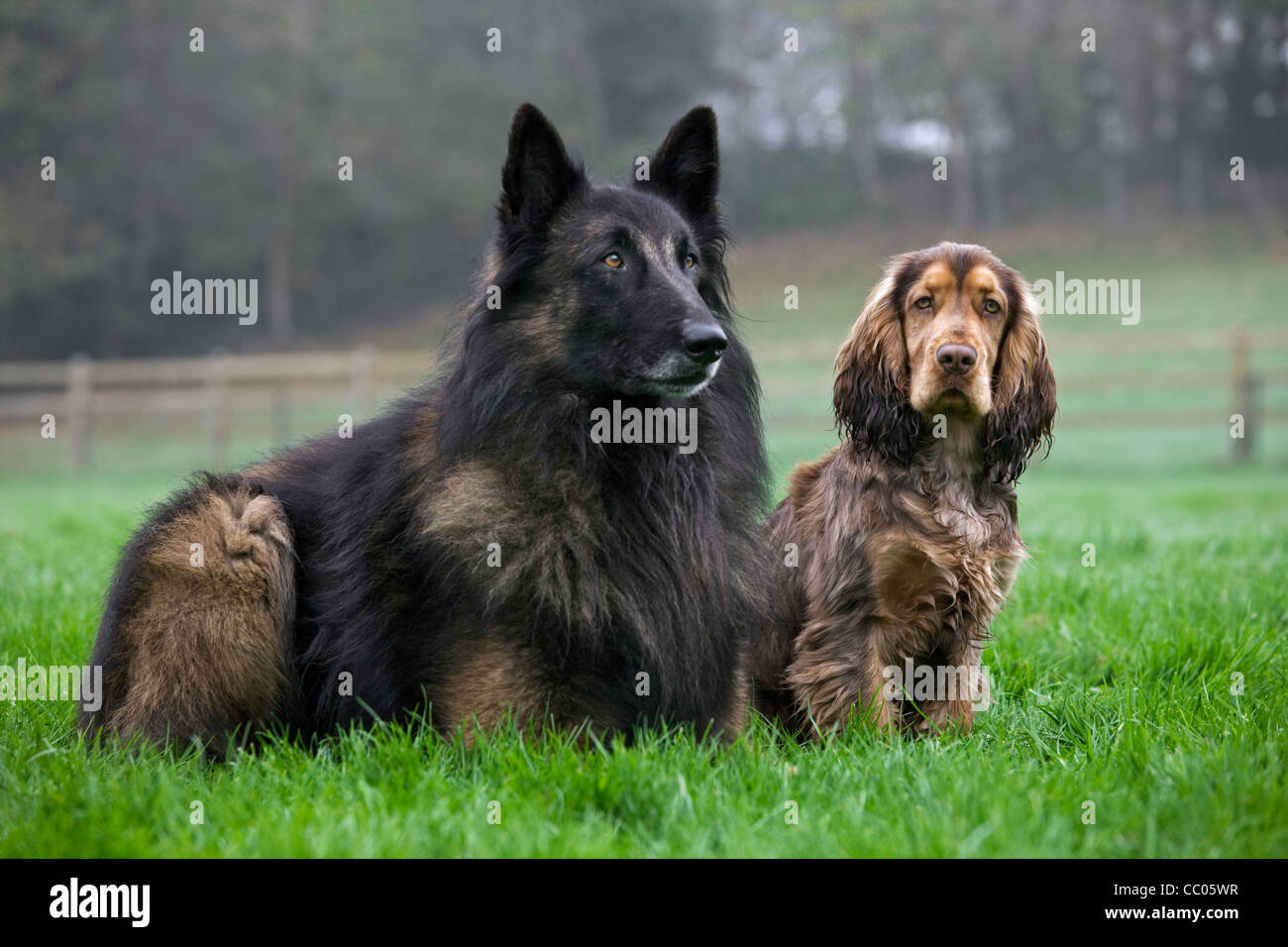 Berger belge hi-res stock photography and images - Alamy