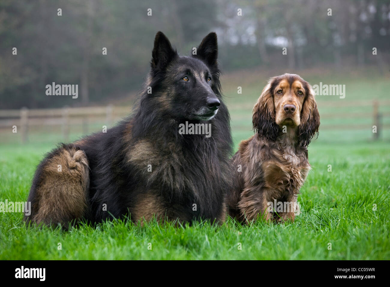 Belgian shepherd Tervuren and English Cocker Spaniel in garden Stock Photo