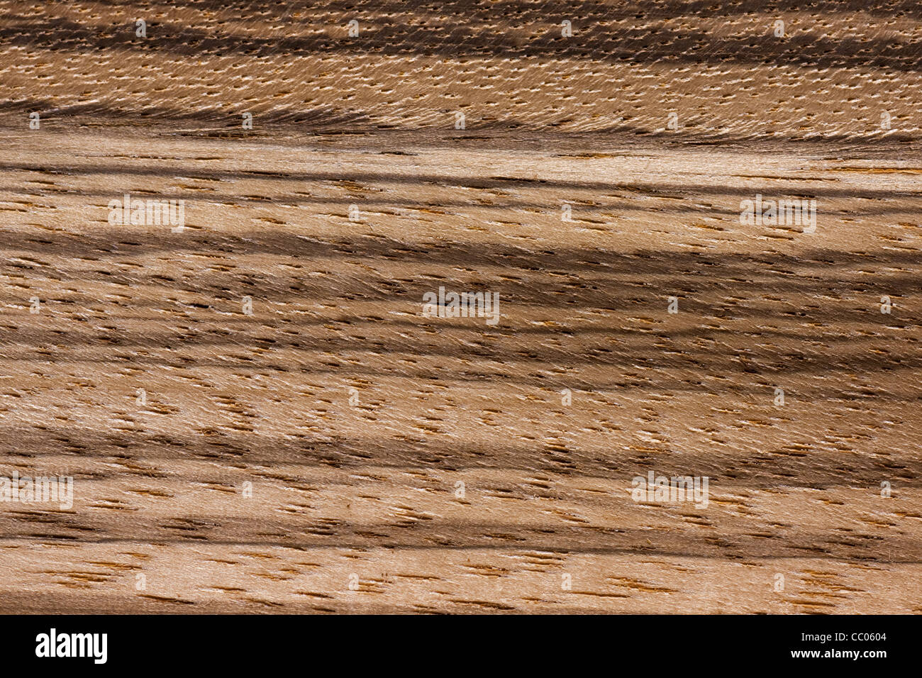 Wood grain of Zebrawood / zebrano / zingana (Microberlinia bisculata