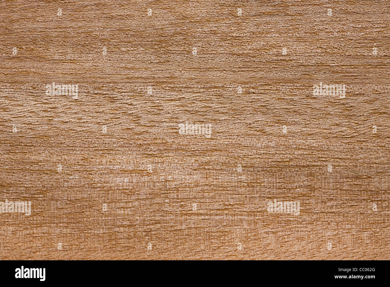 Wood grain of Anegre / Aningre / Asamfona / Kali / tonewood (Aningeria altissima), Africa Stock Photo