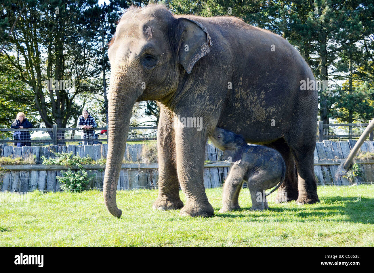 Smallest baby elephant ever born at Whipsnade Zoo. Stock Photo