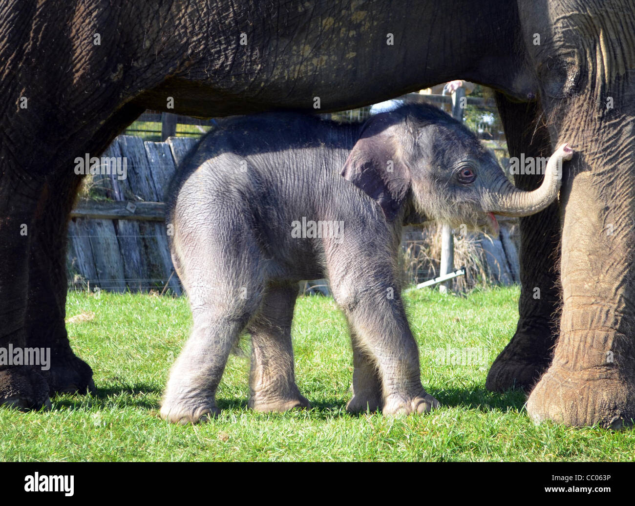 Smallest baby elephant ever born at Whipsnade Zoo Stock Photo Alamy