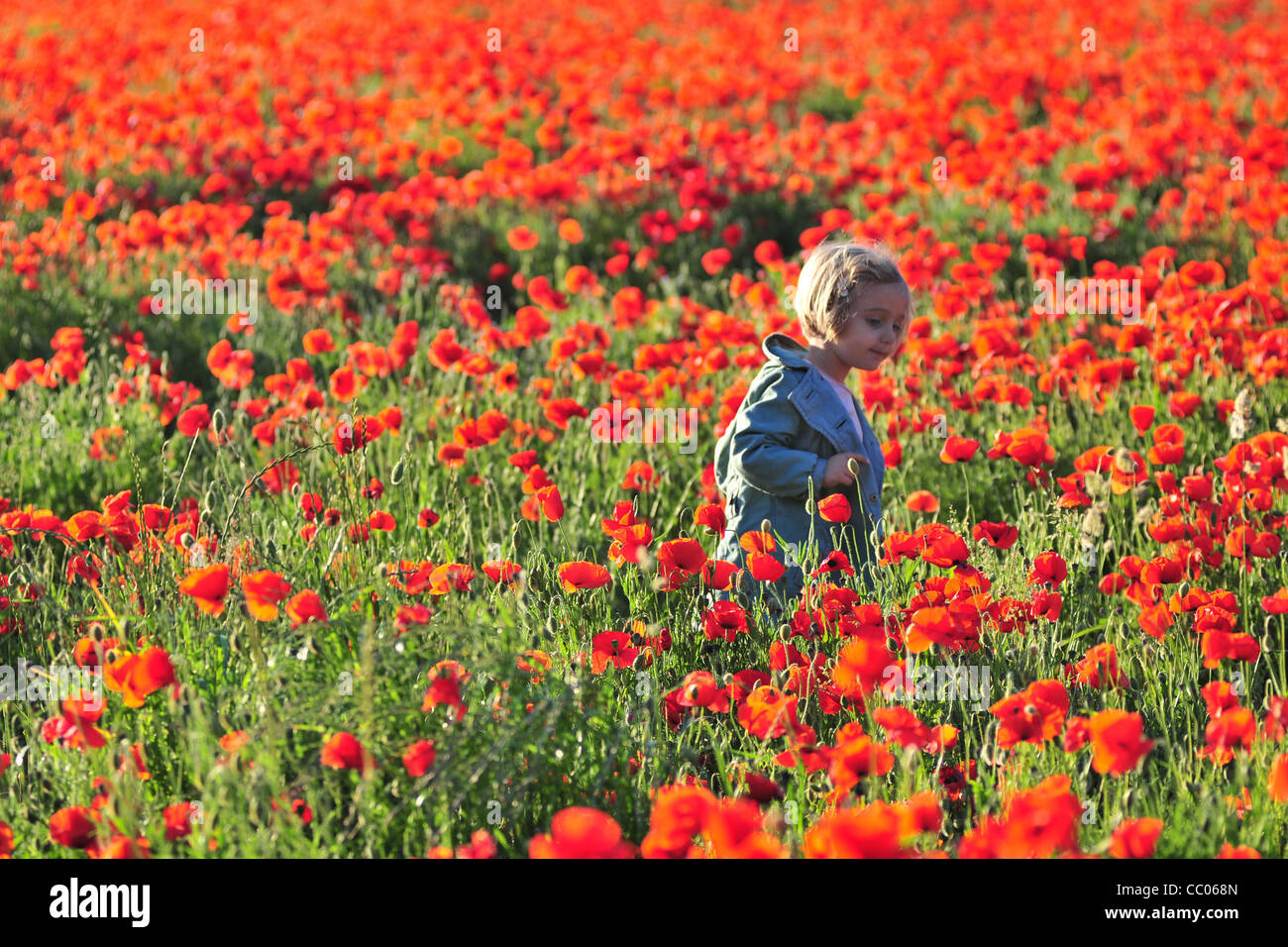 LITTLE GIRL IN A POPPY FIELD Stock Photo - Alamy