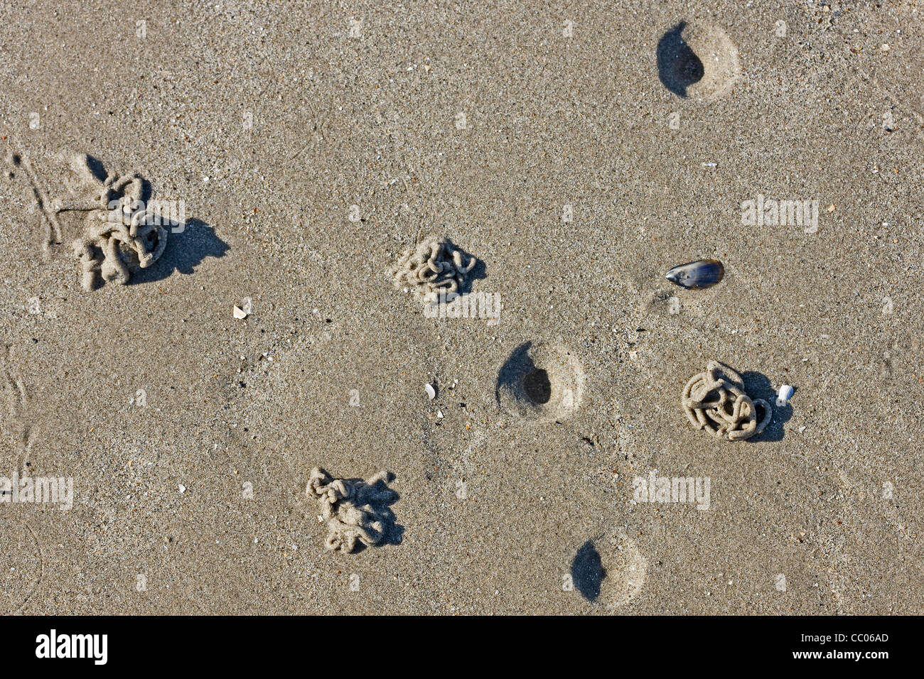 European Lugworm / sandworm (Arenicola marina) casts of defaecated sediment on beach at low tide along the North Sea coast Stock Photo
