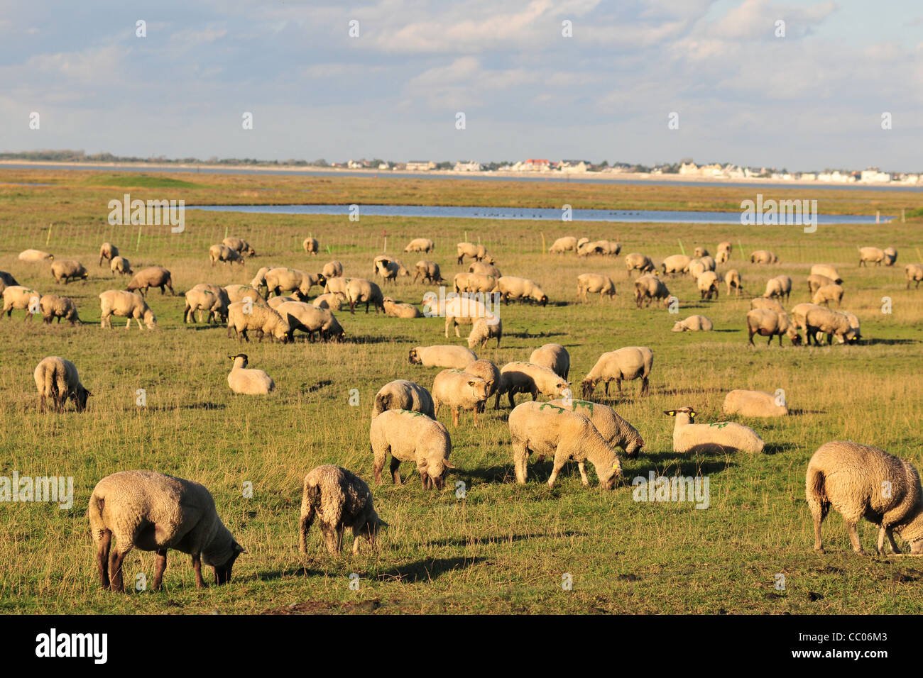 SHEEP GRAZING IN A SALT MEADOW NEAR LE CROTOY, BAY OF SOMME, SOMME (80), FRANCE Stock Photo