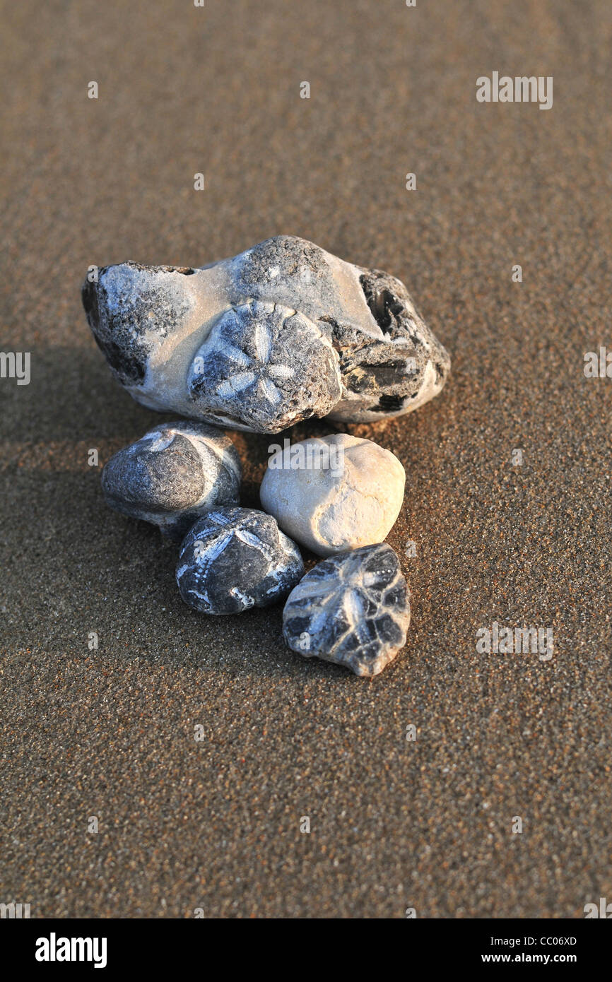 FOSSILS ON A BEACH Stock Photo Alamy