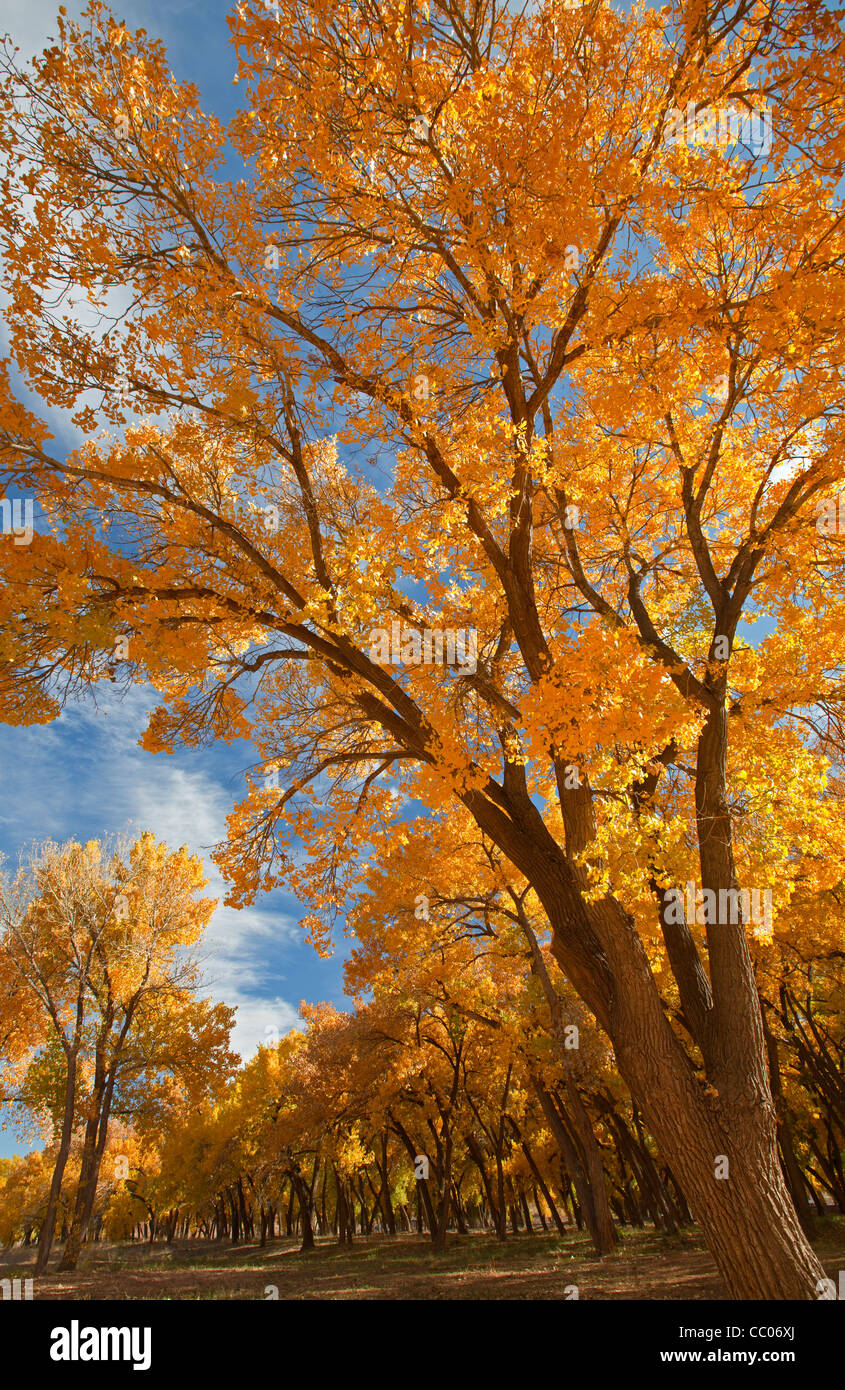 Cottonwood arizona hires stock photography and images Alamy