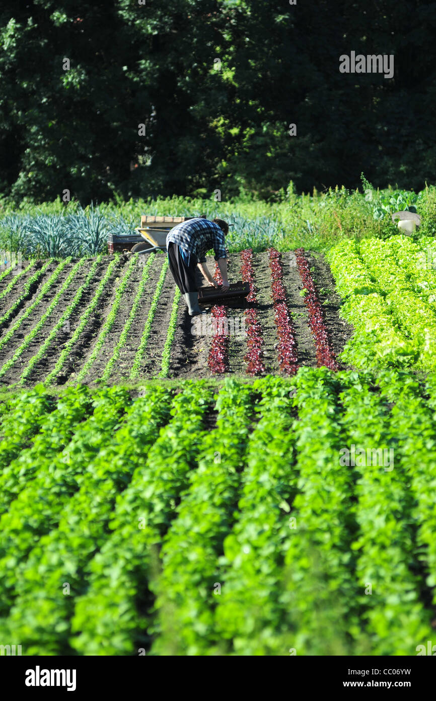 GARDENER IN A VEGETABLE GARDEN, THE HORTILLONNAGES OR FLOATING GARDENS