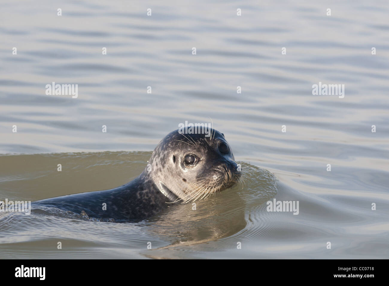 SEAL, OR SEA CALF, SWIMMING IN THE SEA, BAY OF SOMME, SOMME (80), FRANCE Stock Photo