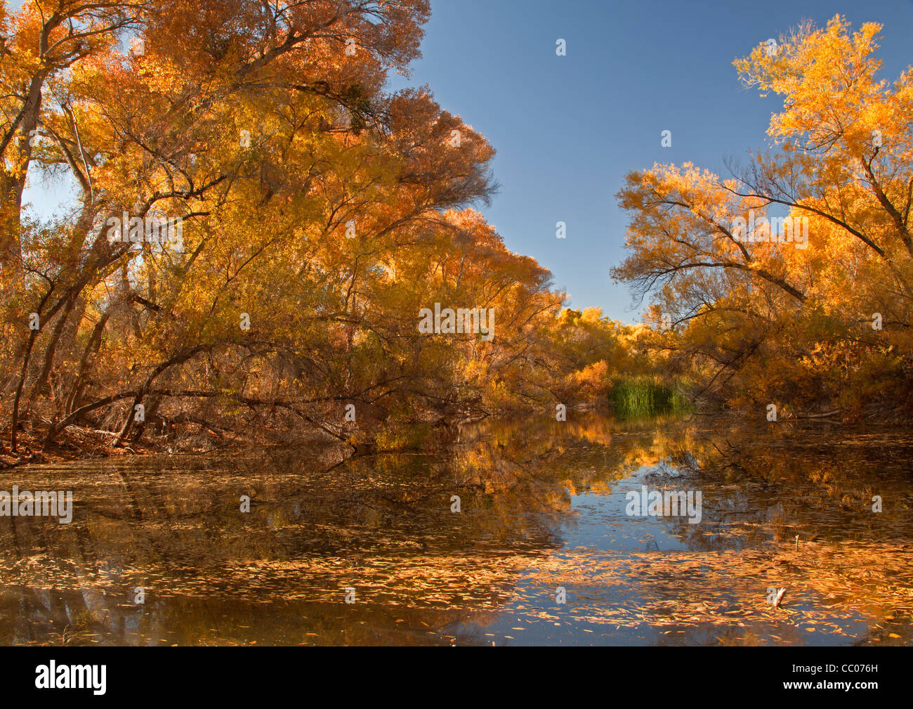 Cottonwood trees (Populus fremontii) reflect in Palm Lake at the Hassyampa Nature Preserve near Wickenburg, USA Stock Photo