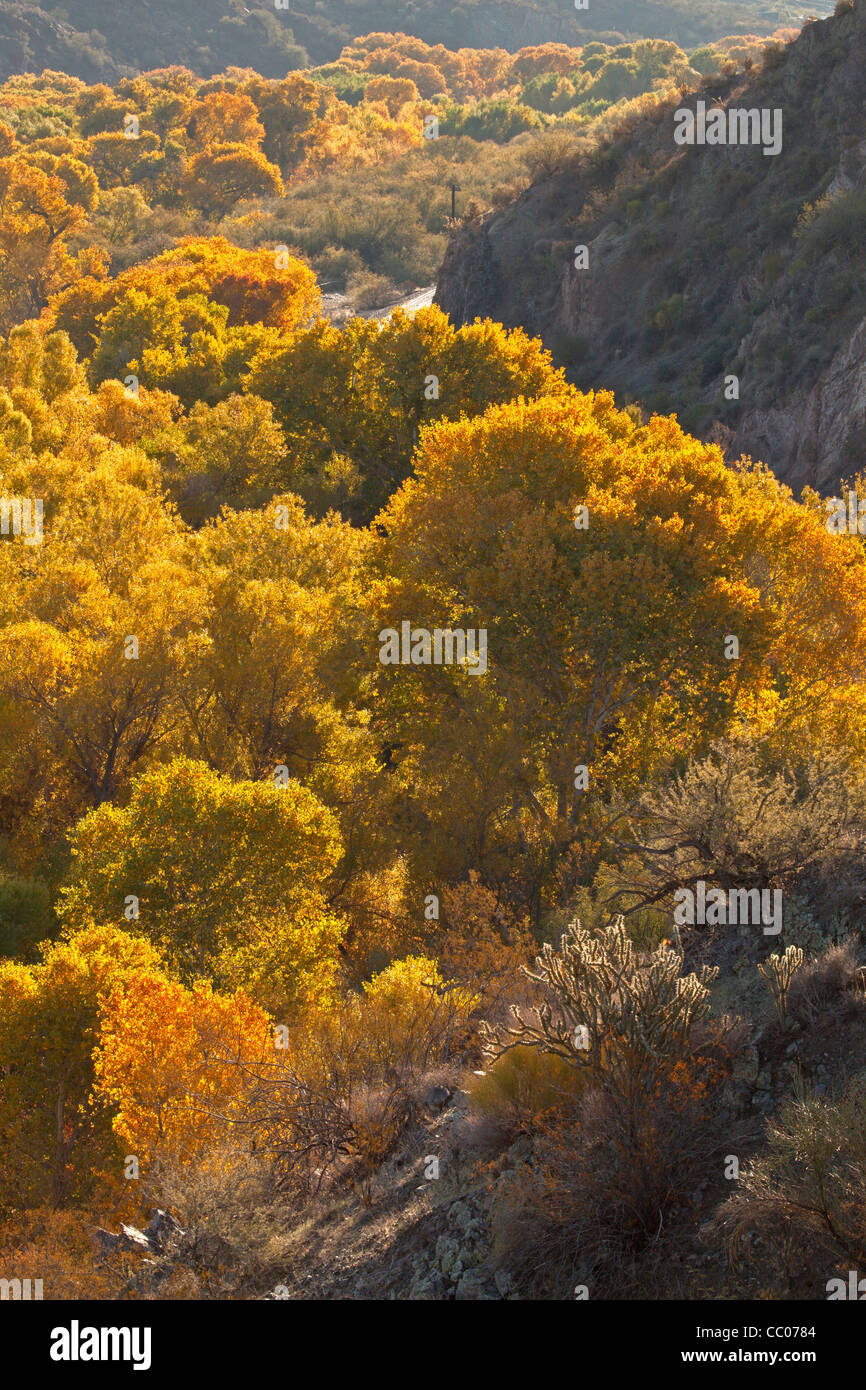 Cottonwood trees (Populus fremontii) line the Hassyampa River bed at the Hassyampa Nature