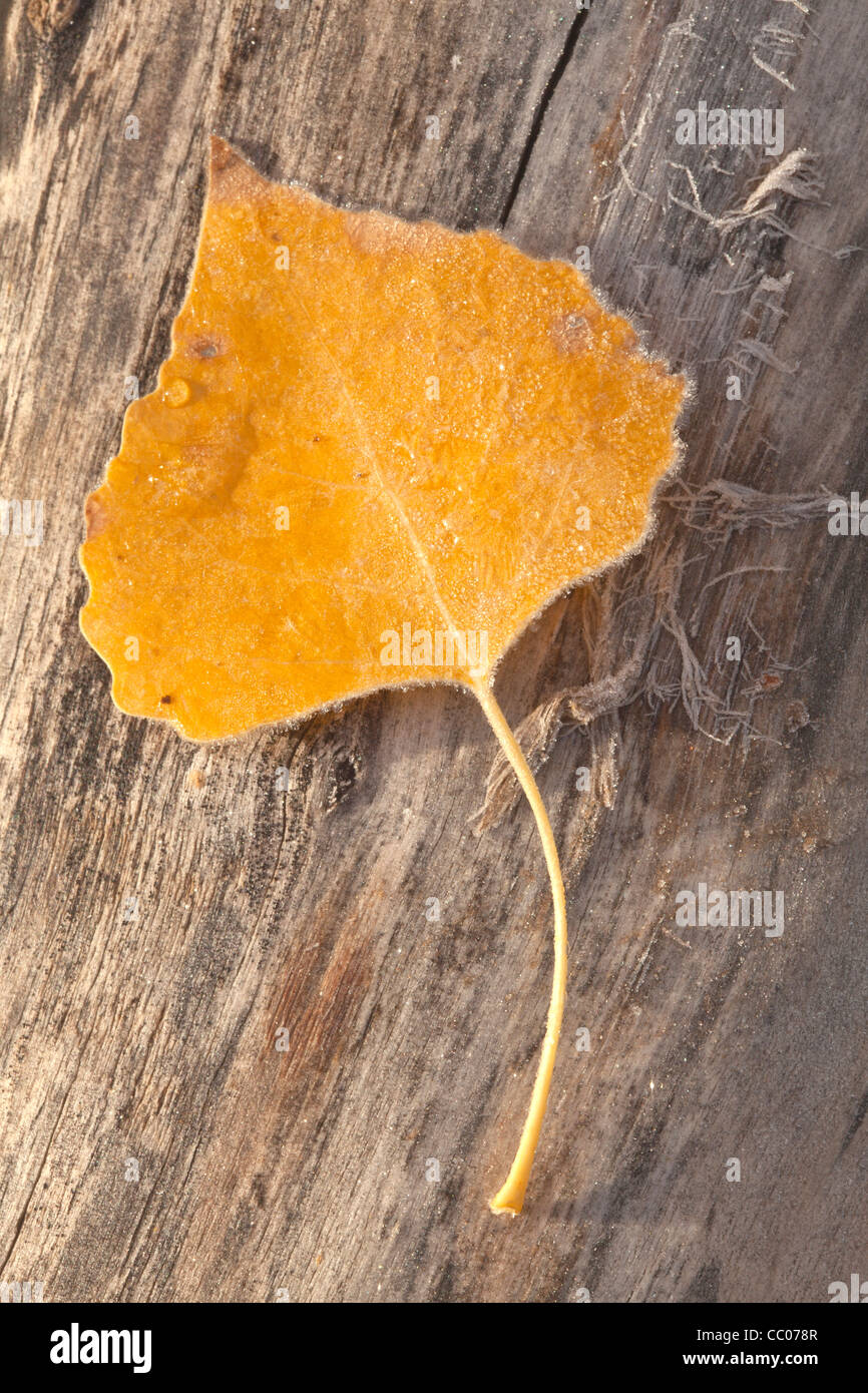 A lone cottonwood leaf (Populus fremontii) thaws from an overnight freeze Stock Photo