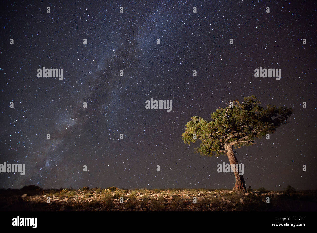 Lone pinyon pine beneath the Milky Way at Marble Point, Kaibab Plateau, Arizona, USA Stock Photo