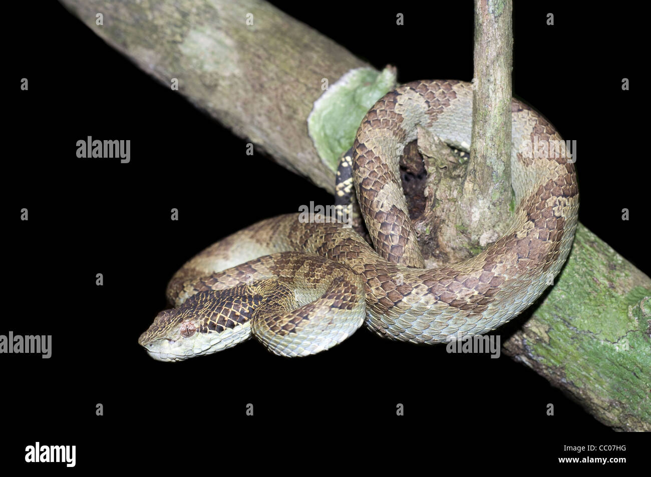 Malabar rock pitviper Venomous Common Trimeresurus malabaricus, endemic ...