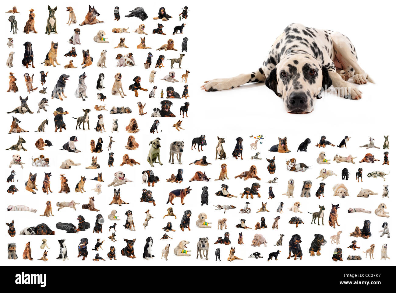 composite picture with dalmatian purebred dogs in a white background Stock Photo