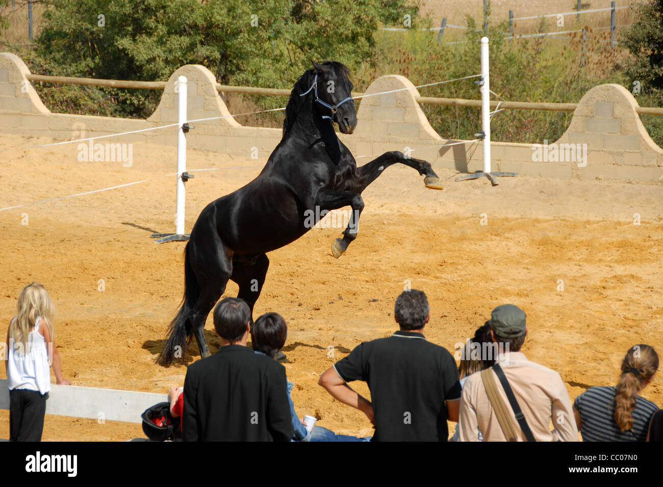 beautiful black stallion rearing up and people Stock Photo
