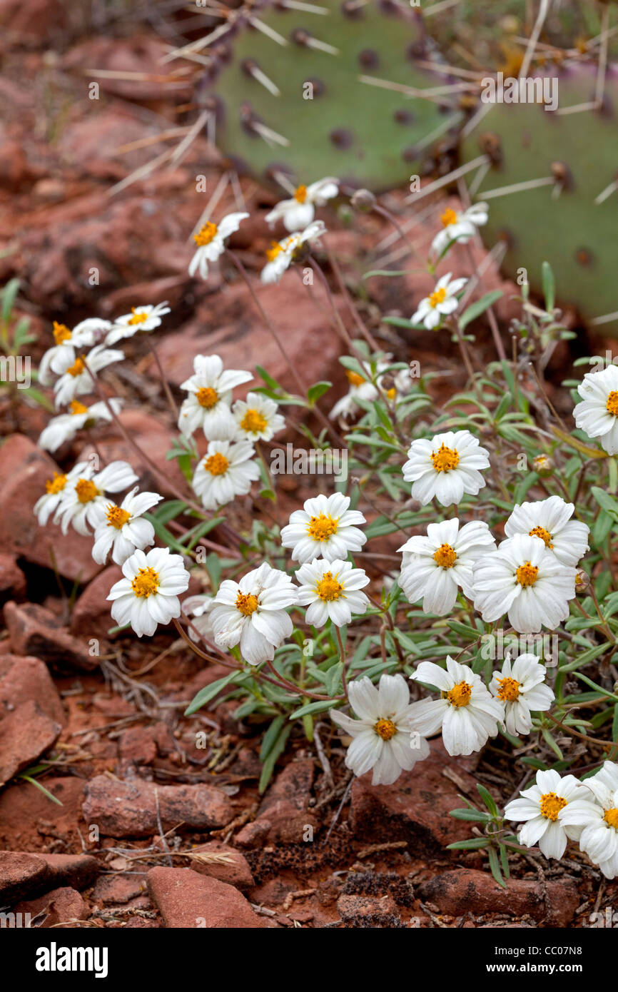 Blackfoot daisy melampodium leucanthum desert daisy hires stock
