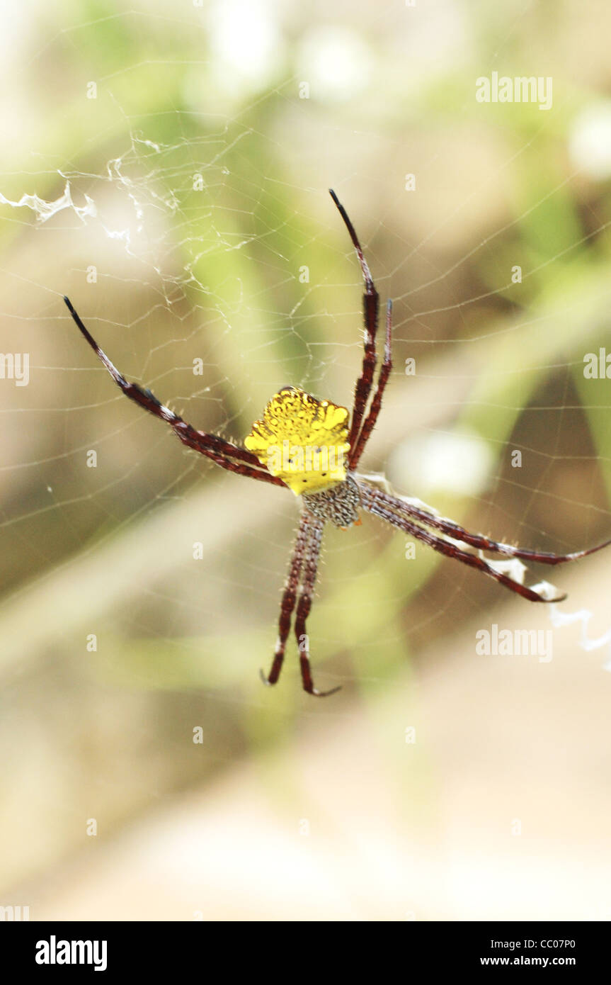 Download Yellow Mask Spider Stock Photo Alamy PSD Mockup Templates