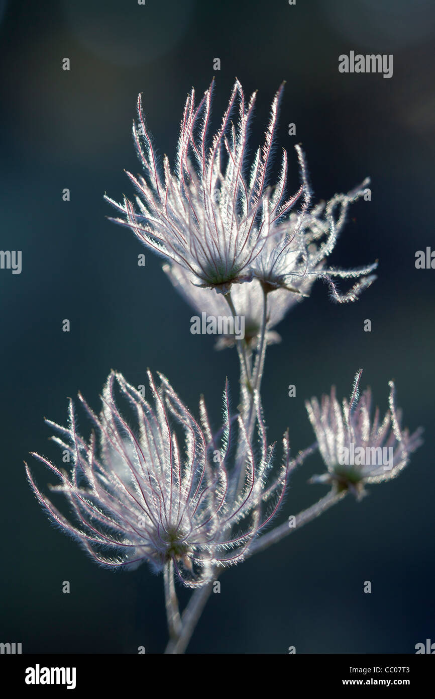 Feather-like Apache-Plume (Fallugia paradoxa) blooms in Sunset Crater National Monument Stock Photo