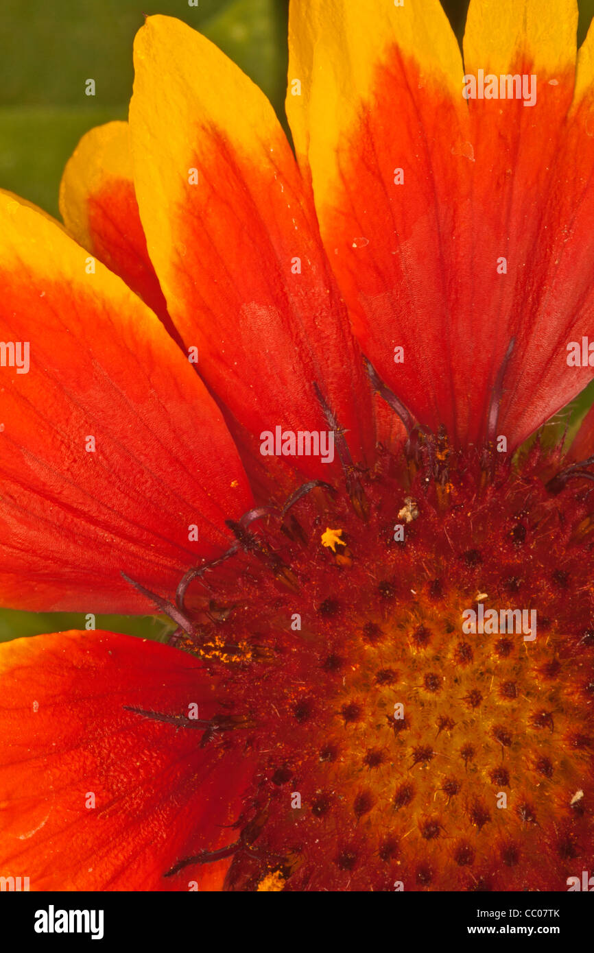 Close-up of blanketflower (Gaillardia pulchella) Stock Photo