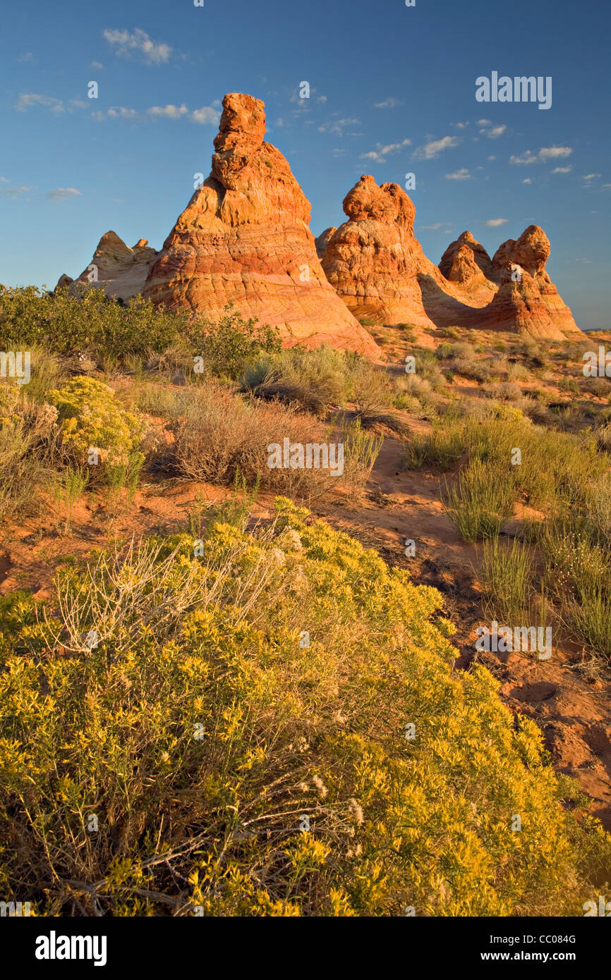 Rabbit brush blooms near the sandstone teepee formations of South ...