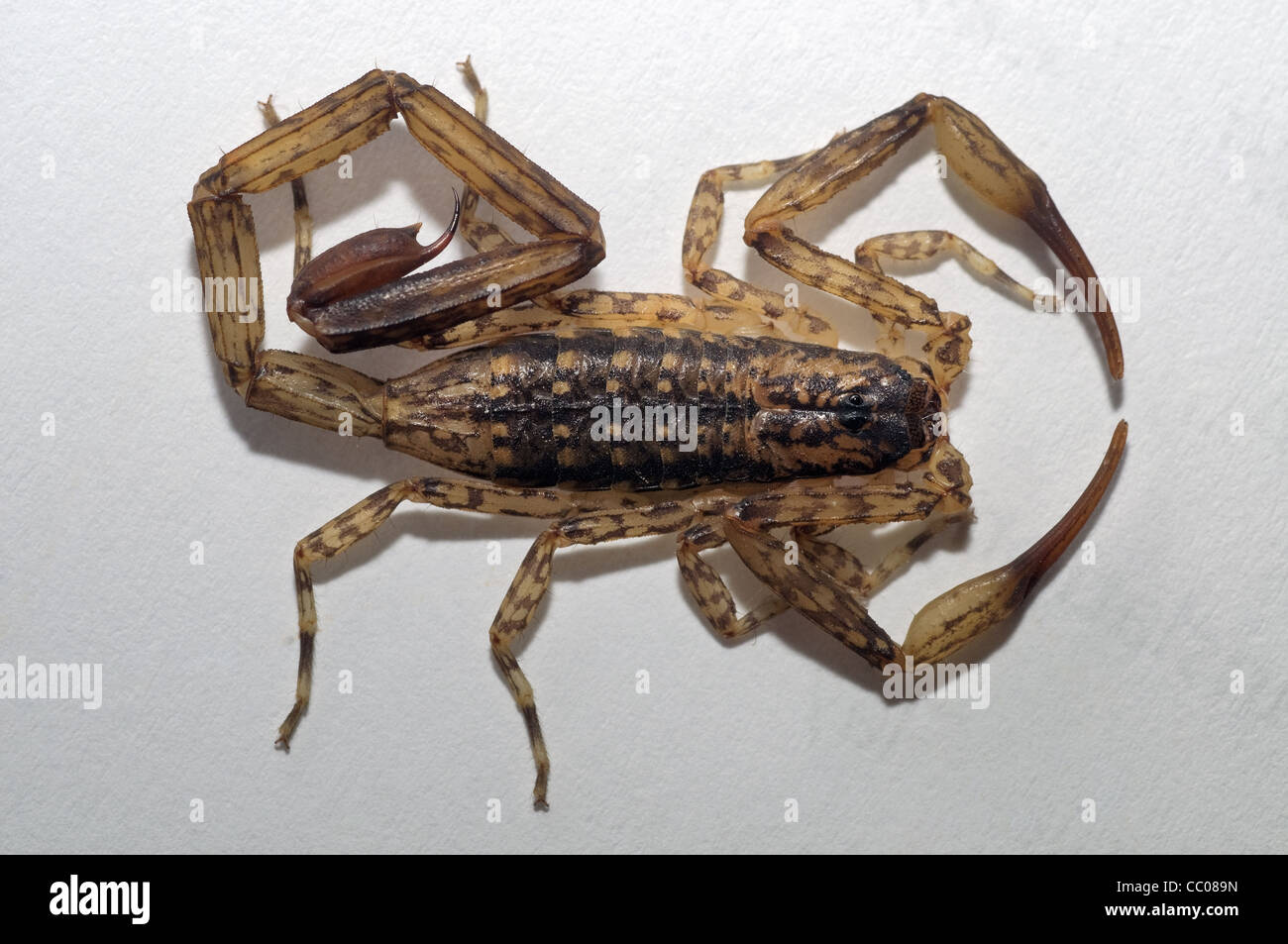 Lychas aareyensis, a arboreal species of scorpion. BUTHIDAE Stock Photo