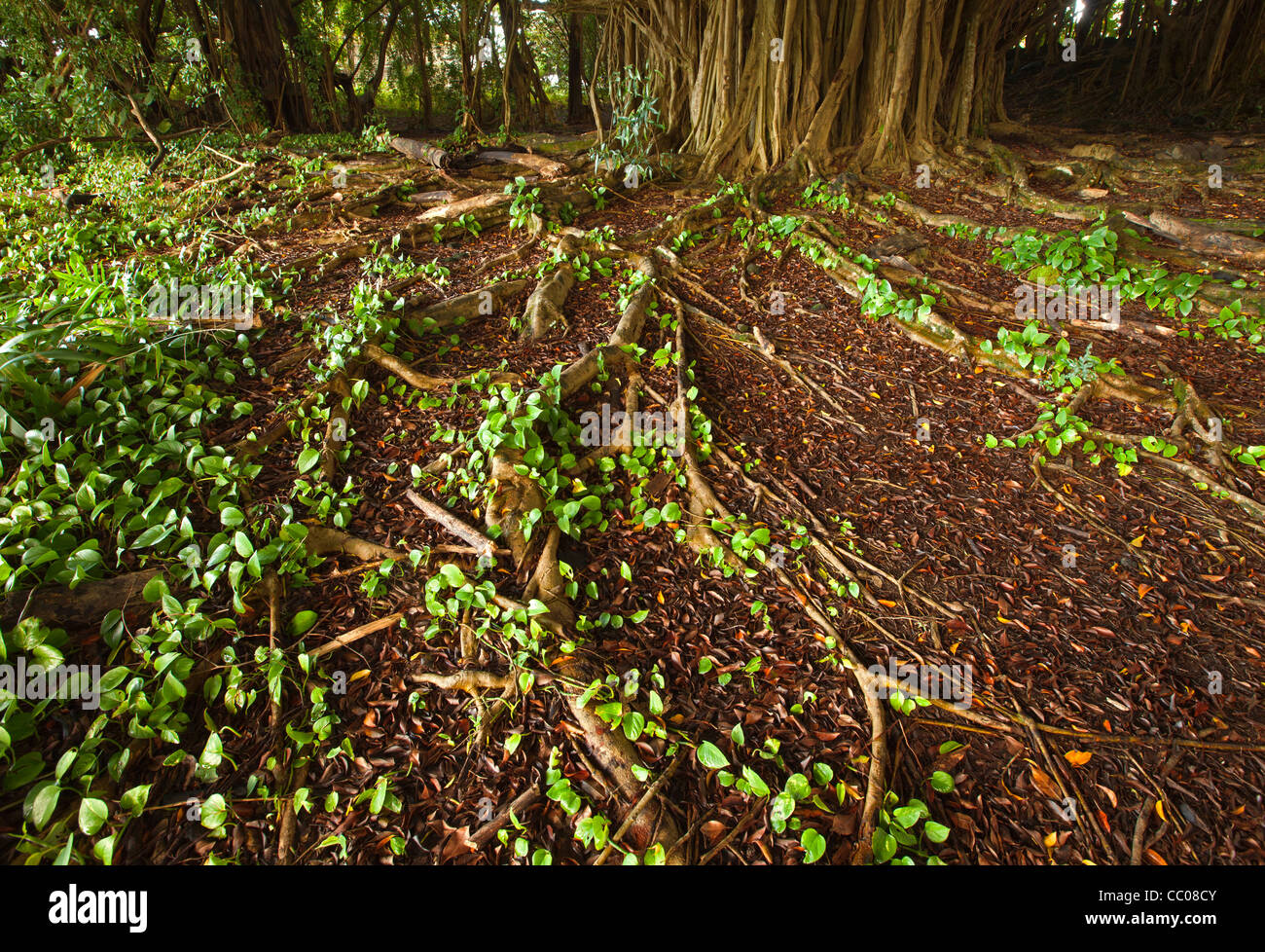 Roots of the Banyan tree Stock Photo