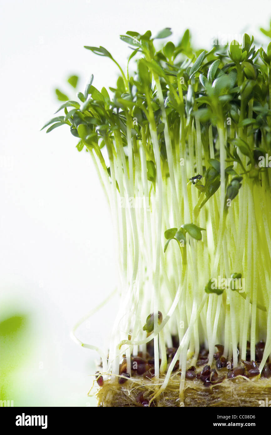 Spring cress hi-res stock photography and images - Alamy