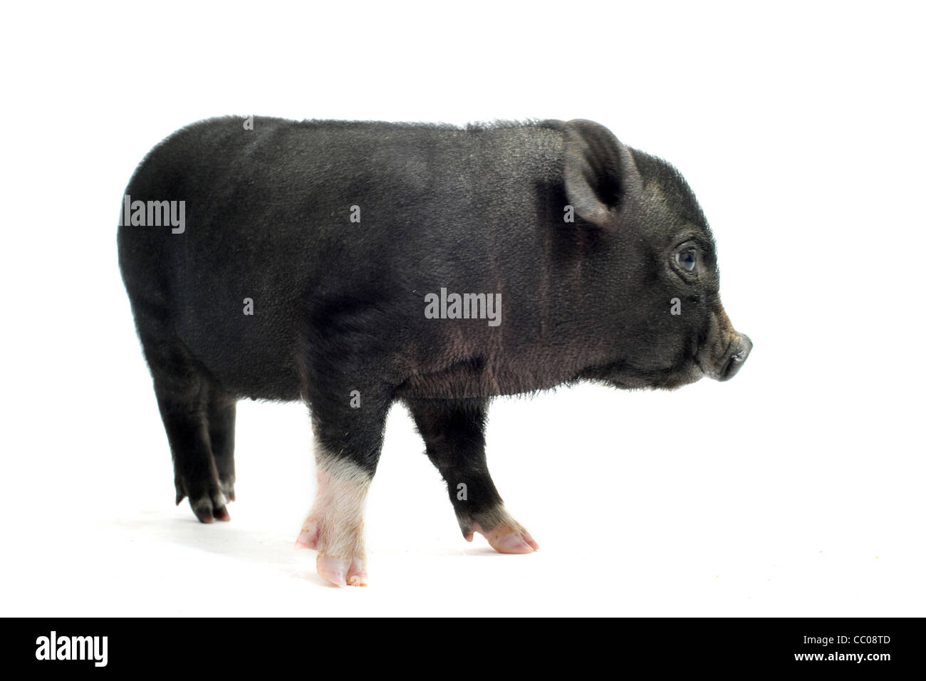 Little black pig bubble. Bingju кислородная маска lazy pig bubble clean очищающая. Bioaqua косметика little black pig bubble mask mud. поросята серого цвета. пузырьковая маска для лица bioaqua.